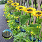 ☀️ LED-zonnebloem op zonne-energie – IP66 waterdicht – automatische inschakeling – 50% korting