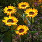 ☀️ LED-zonnebloem op zonne-energie – IP66 waterdicht – automatische inschakeling – 50% korting